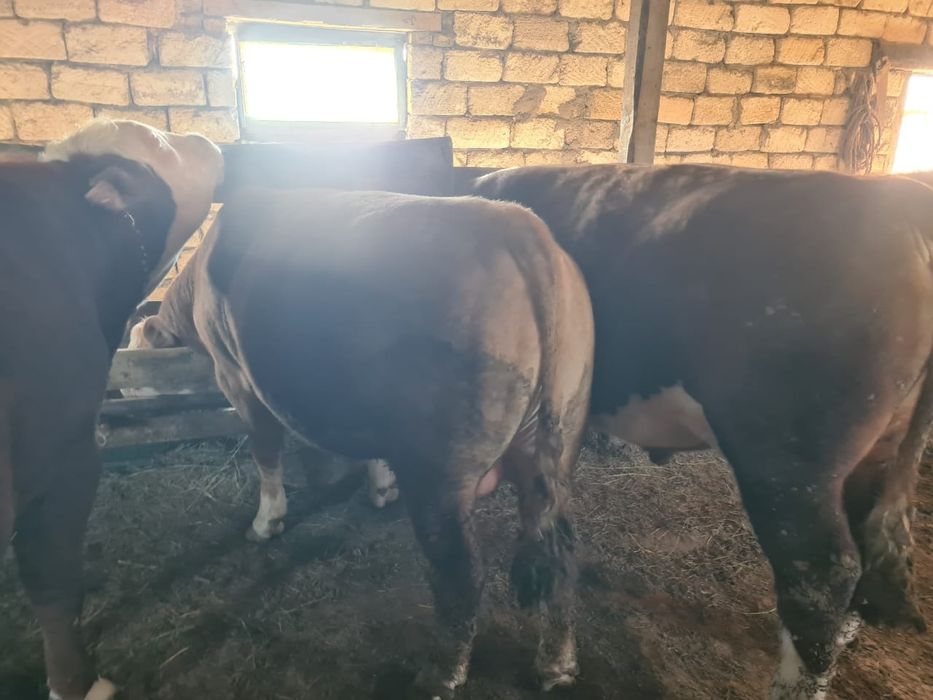 Бұқалар сатылады