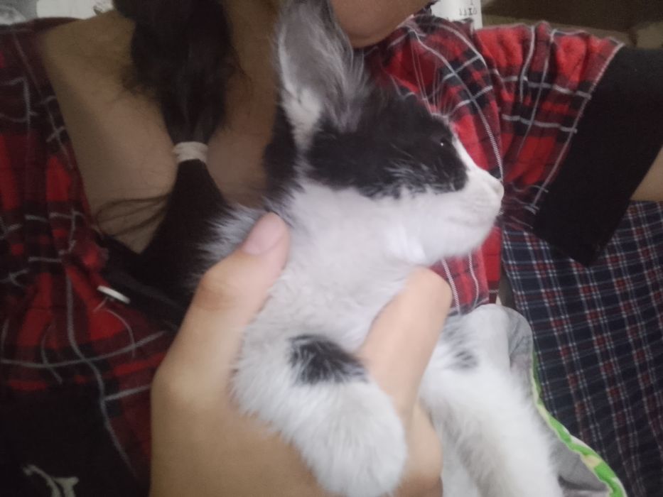 Отдам кота маленький