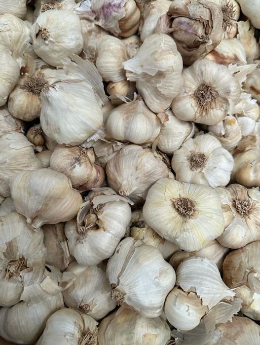 Vand usturoi de pus in pamant