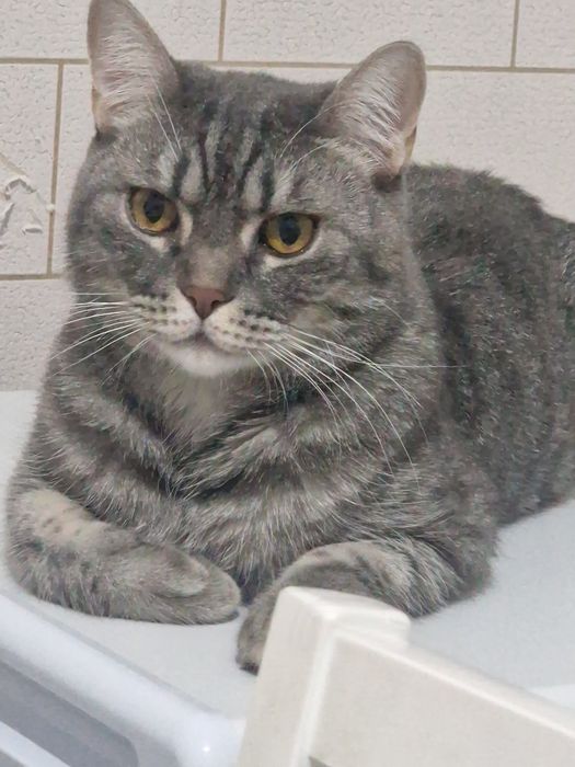 Отдам кота в хорошие руки
