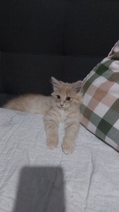 Отдам даром бесплатно