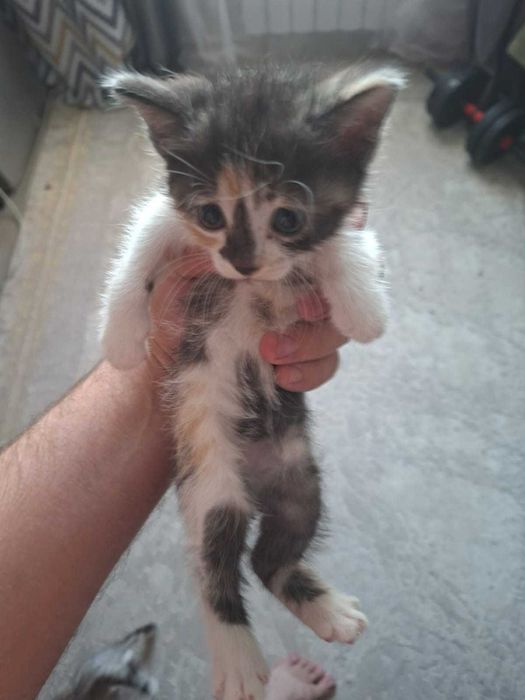 Отдам котят в добрые руки