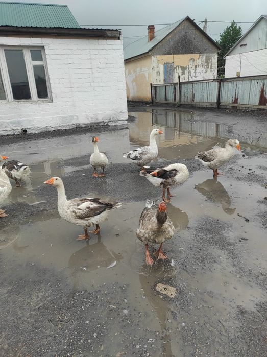 Үй қаздарын сатам, продам дом гусей