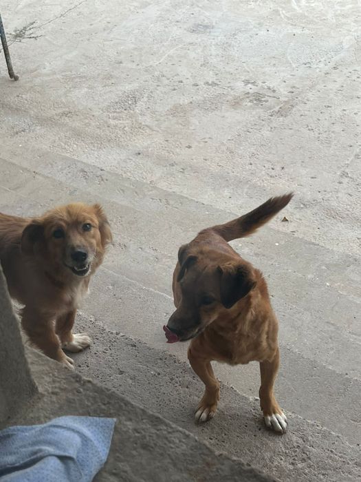 Отдаем собак даром