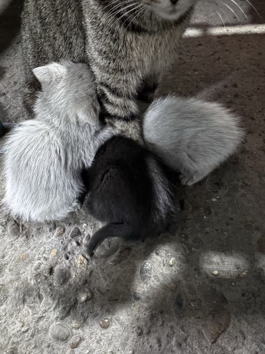 Отдам котят в добрые руки!