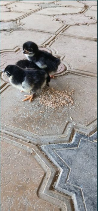 Gigant Qora Shahzoda Joʻjalari Sotuvda — Sog‘lom va Sifatli!