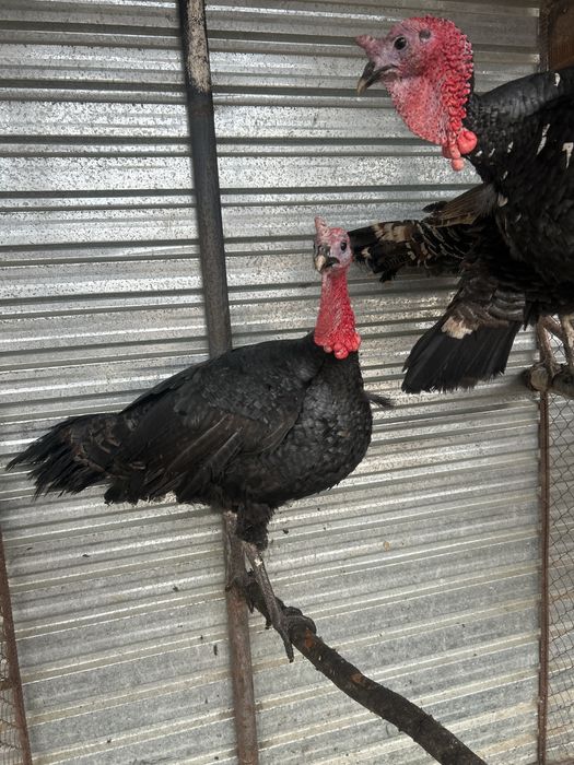 Үндіктер Савхоз Шардара