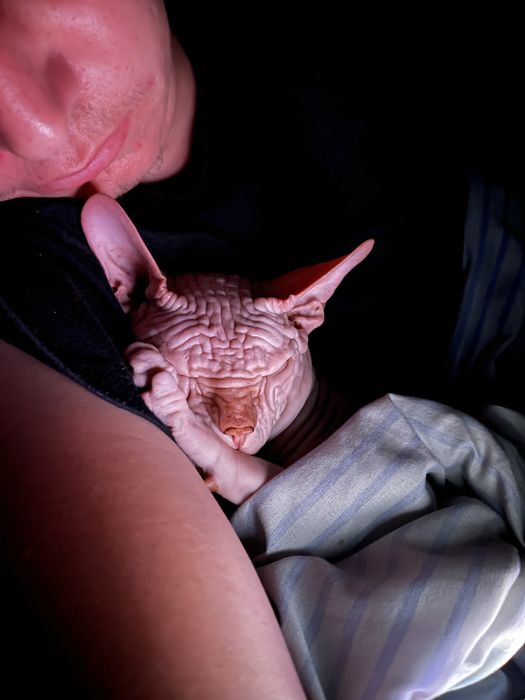 Продам кота донского сфинкса