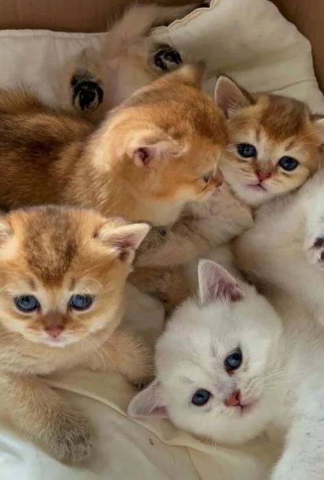 Шотландские котята золотая шиншилла