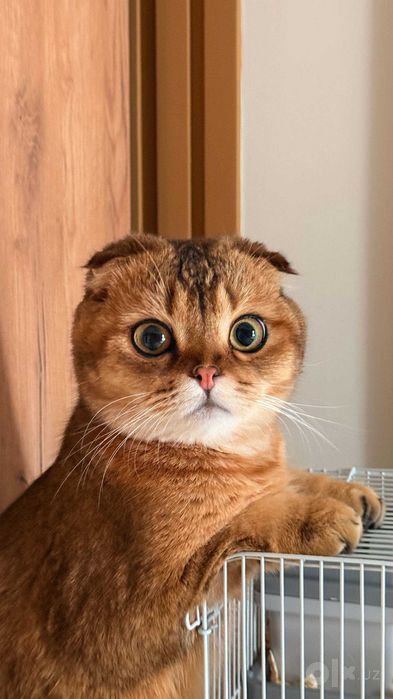 Шотландская вислоухая кошка (скоттиш-фолд) (Scottish Fold)