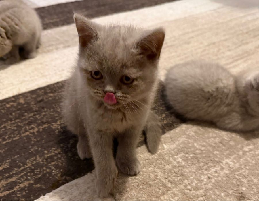 Британски Късокосмести Котенца