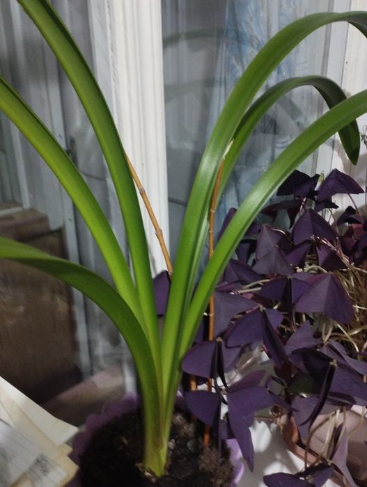 Цветы распродажа