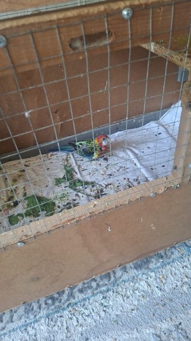 Просьба вернуть попугаев