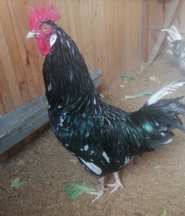 Продам молодого петуха