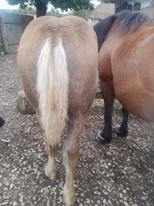 Vând mânz de 5 luni