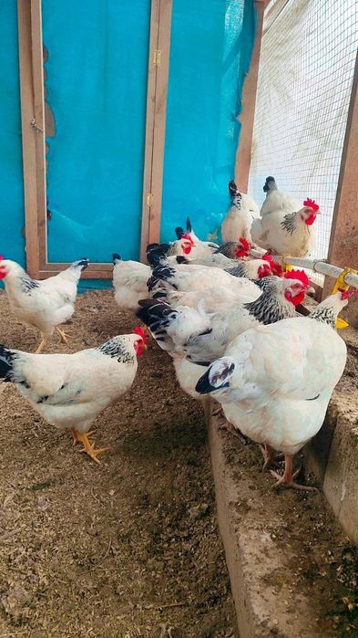 Адлер серебристый линия киргиз йилига 300 тагача тухум килади