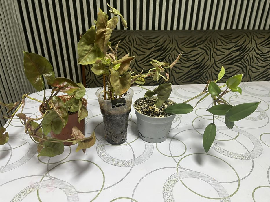 Цветы . Синги, находится в Карасу.