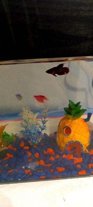 Продам аквариум с рыбками