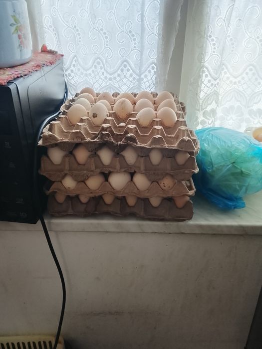 Oq tovuqlar sotilad hamasi tuxumda bu yili tuxumga kirgan tovuqlar