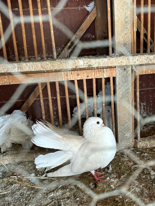 Porumbei rotati curcani