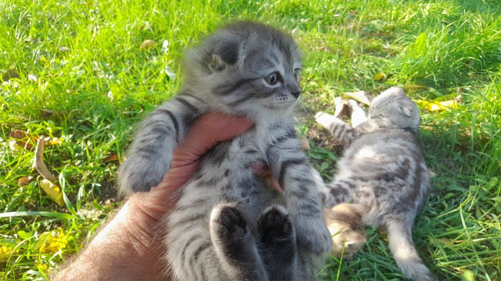продам катят веслоухие