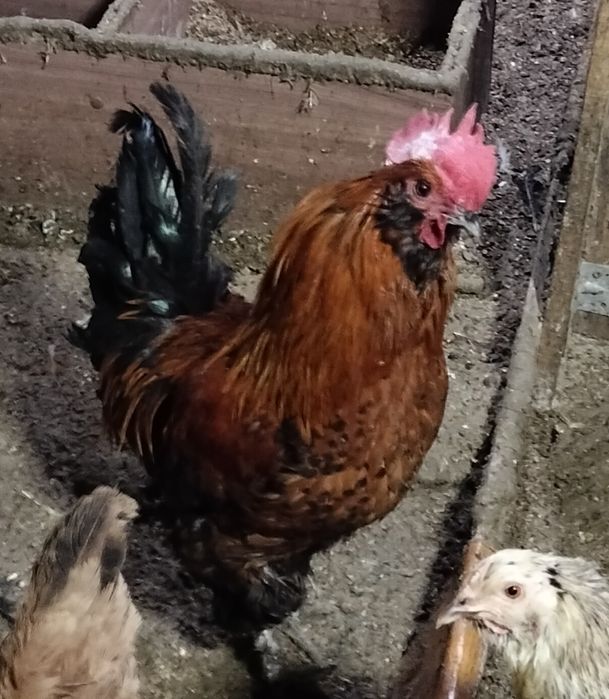 Продам петухов. Молодые