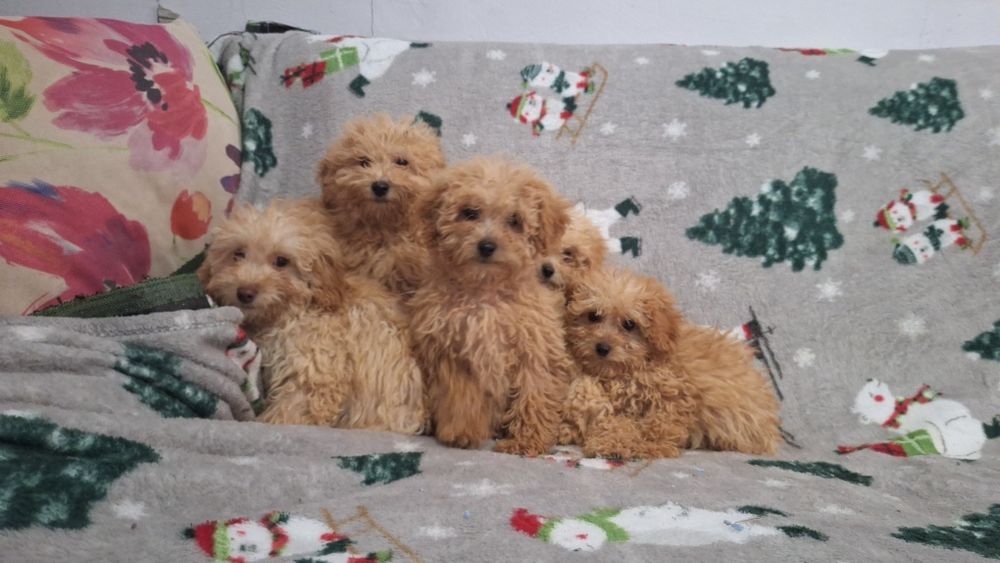 Пудел Той пуделчета момичета