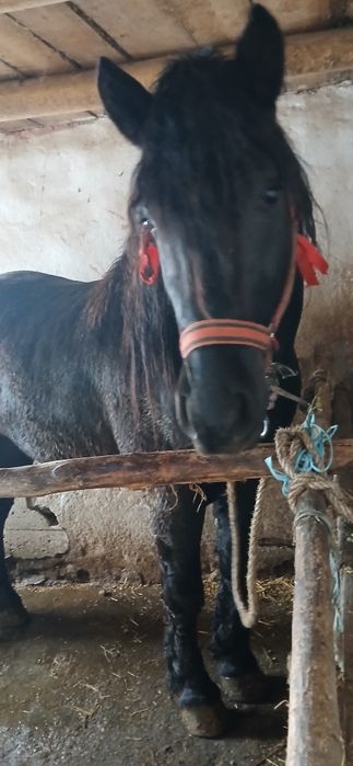 De vânzare armăsar semi greu