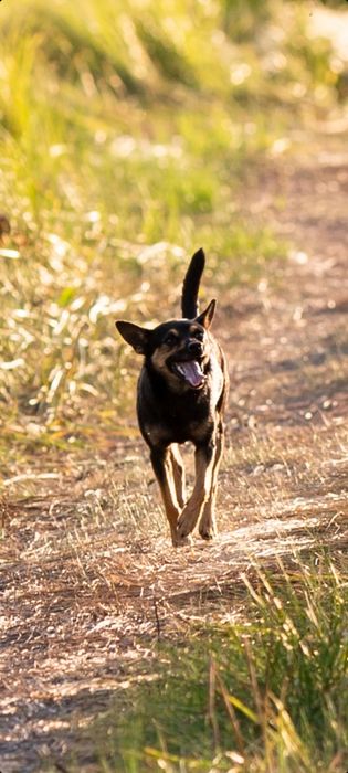 Продам щенков той терьера