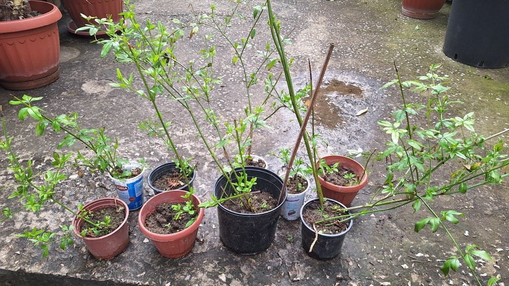 Продавам растение Зимен Жасмин (Jasminum nudiflorum)