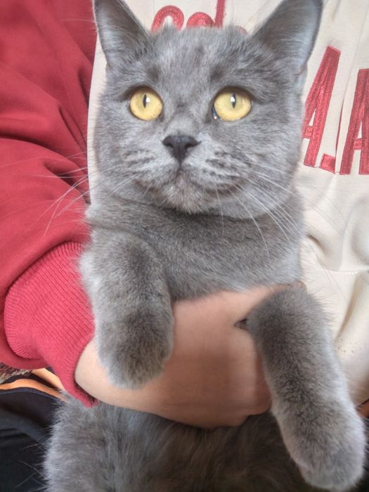 Britanskaya karotkasherstnaya