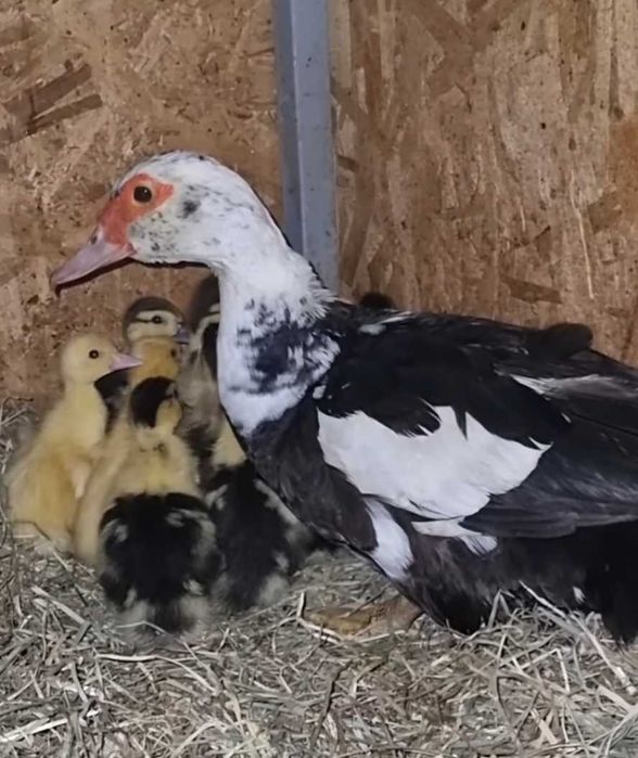 Schimb pasari de curte (gaini si rate) cu iedute, mielute sau cereale