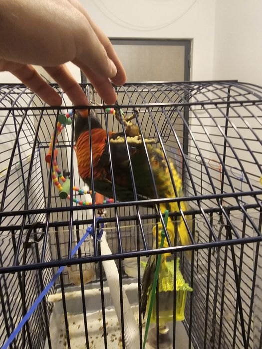 Papagal Lori Curcubeu