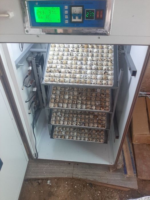 Inkubator EGG BOX 352 talik