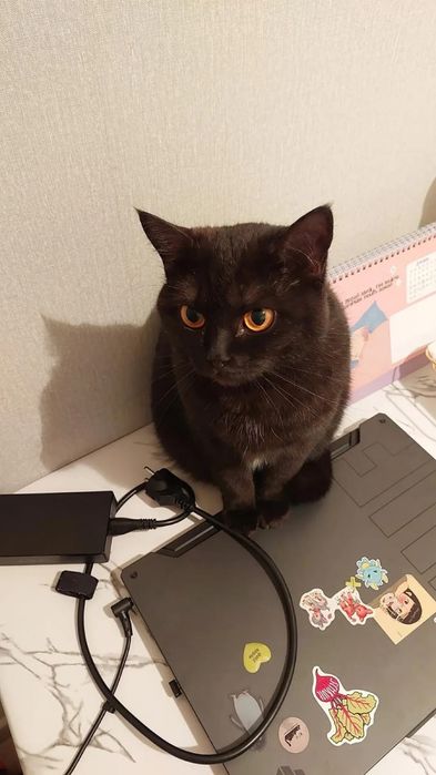 отдадим кошечку в добрые руки