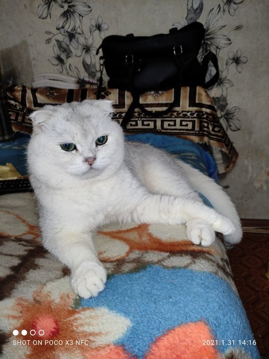 Скотиш Фолд Шиншиллы на вязку