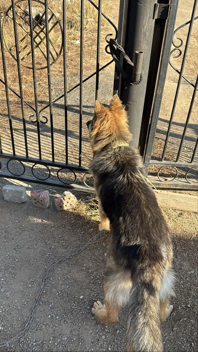 Немецки овчарка длиношорстный