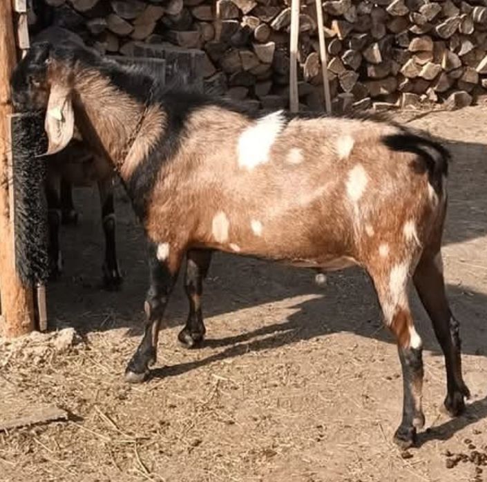 Tapisor Anglo nubian vârsta 4 luni