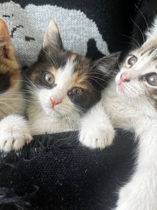 Отдам котят (2 девочки) трехцветные 3 месяца