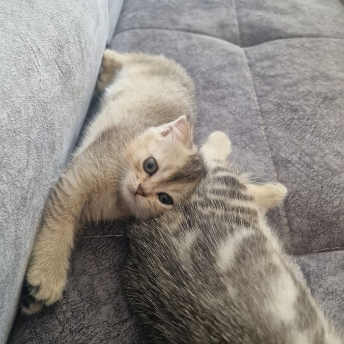 Котята котята котята