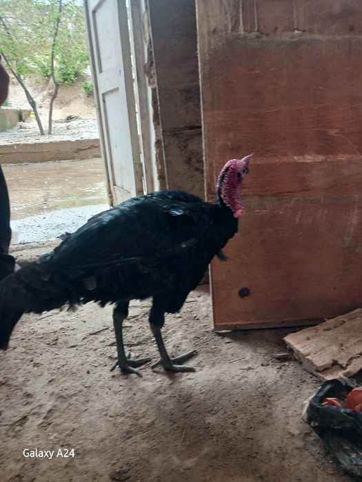 Сотилади Соглом йиб иши зур