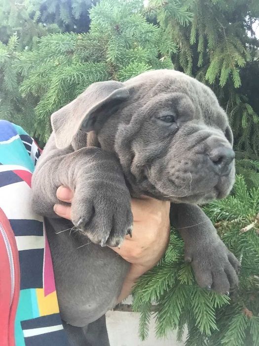 щенки амбулли разного окраса