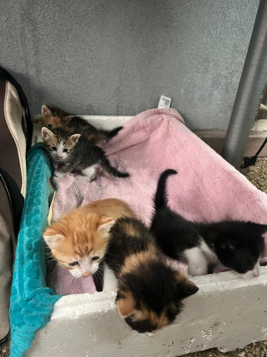 Dau pui de pisica spre adopție