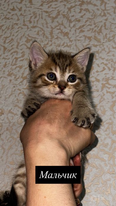 Продаются котята срочно!