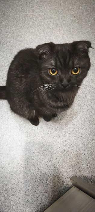 В добрые руки кошка