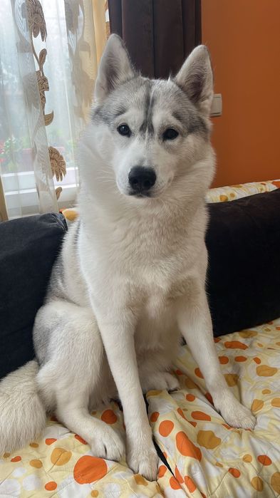 Бебета порода сибирско хъски –  за резервации