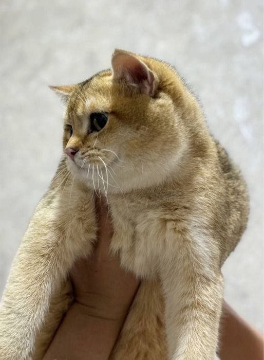 Мальчик золотой Шиншила