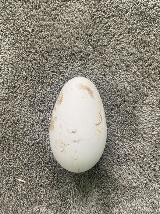 Oua fertile de gasca ouatoare