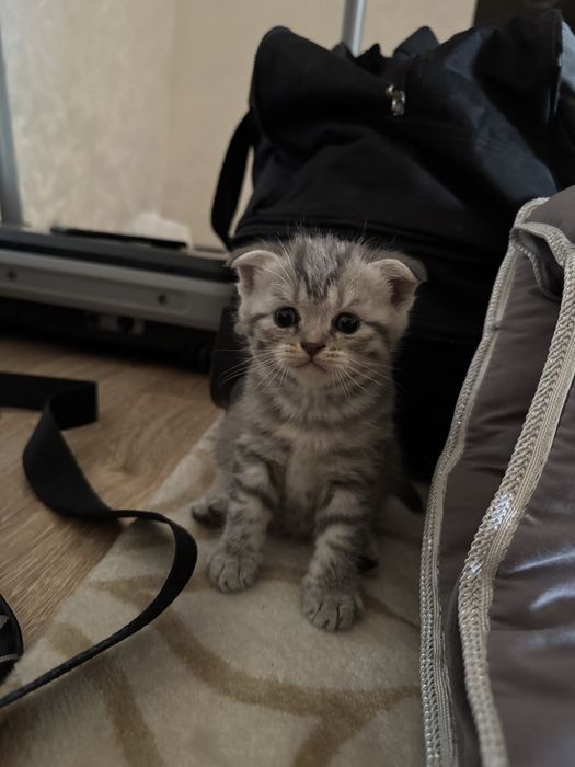 Котята кошки мысык