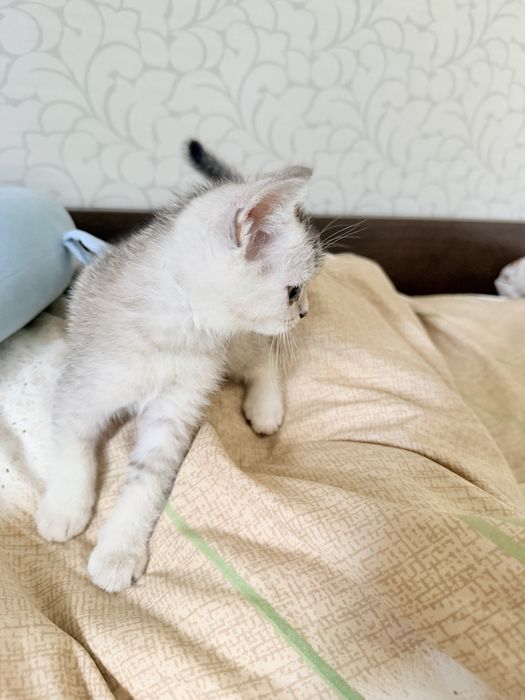 Британские котята серебро